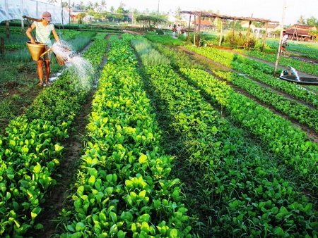 TRA QUE VILLAGE AND MAKING LANTERN LEARNING TOUR