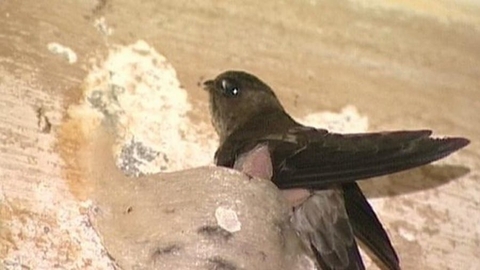 Chim yến sống ở đâu cho ra chất lượng tổ yến tốt nhất ?