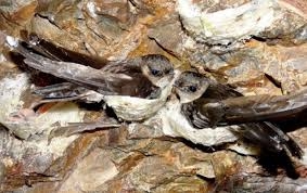 Thu hoạch tổ yến khi nào nhiều chất dinh dưỡng nhất