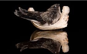 Bật mí về chim yến ăn gì và những điều bạn chưa biết về loài chim này?