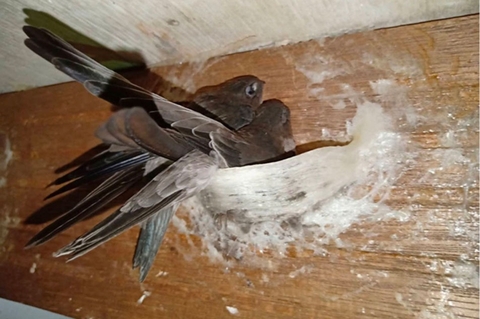 Chim yến làm tổ như thế nào? thu hoạch tổ yến vào tháng mấy