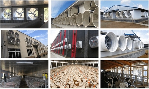 Cách sử dụng quạt hút công nghiệp trong hệ thống chuồng trại chăn nuôi