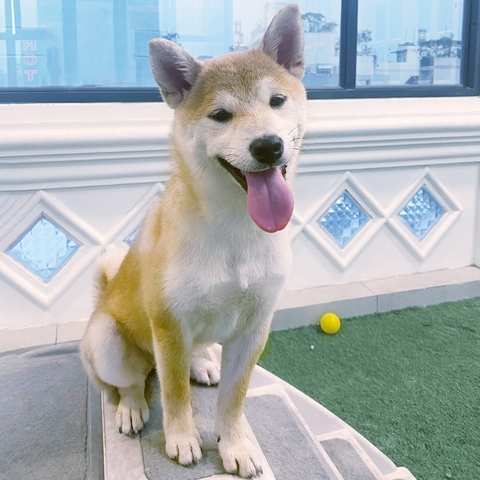 Shiba Inu-01