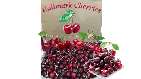 Cherry Úc HallMark - Size 32