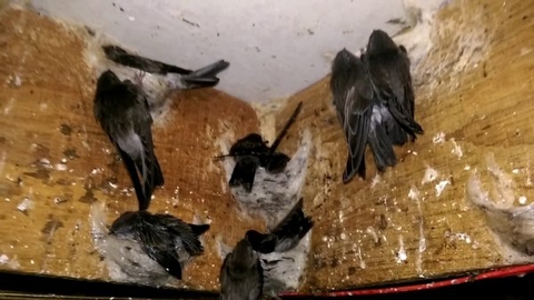 Quy Trình Cấp Mã Số Cơ Sở Nuôi Chim Yến Và Các Biện Pháp Quản Lý Mã Số