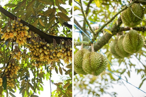 Danh Mục Thuốc BVTV Được Phép Sử Dụng Tại Việt Nam Và Danh Mục Thuốc BVTV Cấm Sử Dụng Tại Việt Nam.