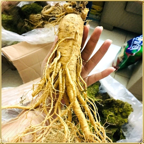 Nhân sâm Hàn Quốc loại 12 củ/kg