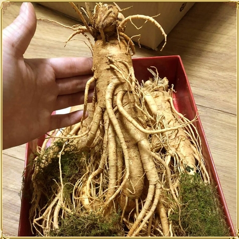 Nhân sâm Hàn Quốc loại 8 củ /kg