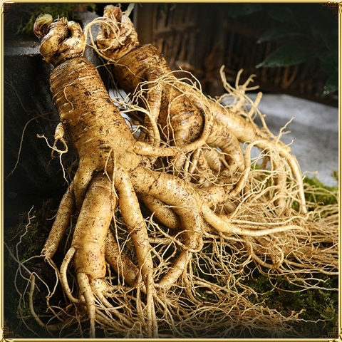 Nhân sâm tươi Hàn Quốc loại 2 củ/kg