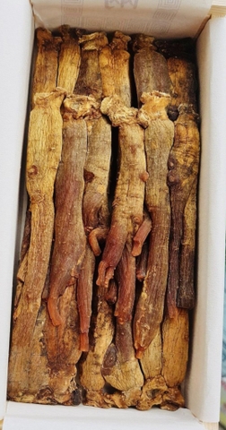 Sâm khô hộp thiếc chính phủ Choeng kwang jang
