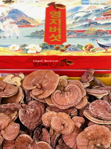 NẤM LINH CHI TIẾN VUA
