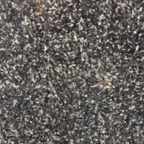 Đá Granite đen bông lài