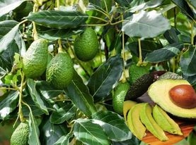 CHĂM SÓC CÂY BƠ ĐỂ HẠN CHẾ RỤNG TRÁI NON