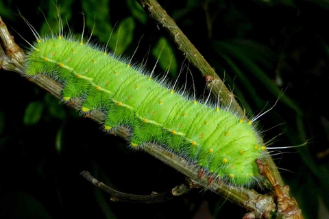 5 LOẠI SÂU ĂN LÁ PHỔ BIẾN TRÊN CÂY TRỒNG