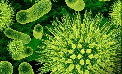 PHÂN BIỆT VI KHUẨN, VIRUS VỚI NẤM GÂY HẠI CÂY TRỒNG
