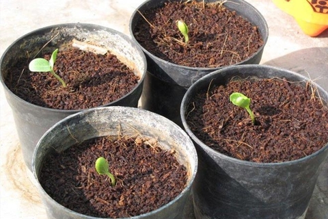 NHỮNG BƯỚC ƯƠM GIỐNG CƠ BẢN CHO NGƯỜI MỚI BẮT ĐẦU