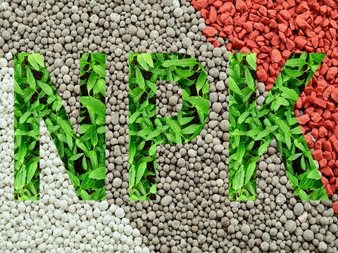 5 CÁCH BÓN PHÂN NPK CHO CÂY MỚI TRỒNG ĐẠT NĂNG SUẤT CAO NHẤT