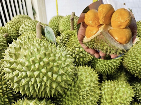 NGUYÊN NHÂN GÂY SƯỢNG, CHÁY MÚI SẦU RIÊNG VÀ CÁCH KHẮC PHỤC