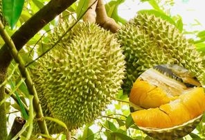 NHỮNG GIỐNG CÂY SẦU RIÊNG NĂNG SUẤT NÊN TRỒNG