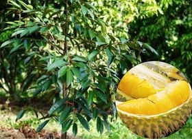 KỸ THUẬT CHĂM SÓC CÂY SẦU RIÊNG CON MỚI TRỒNG