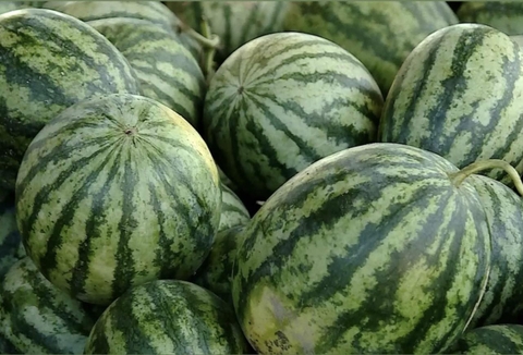 THỜI VỤ TRỒNG DƯA HẤU Ở MIỀN BẮC