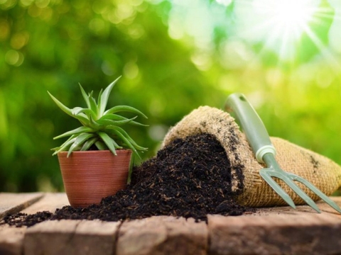 CÁC BIỆN PHÁP CẢI TẠO ĐẤT TRỒNG CÂY ĂN QUẢ HIỆU QUẢ NHẤT