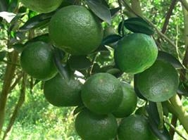 KỸ THUẬT TRỒNG CHĂM SÓC CAM SÀNH