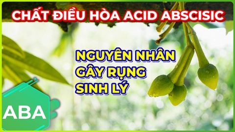 Chất Điều Hòa ABA | Nguyên Nhân Gây Rụng Sinh Lý?!!
