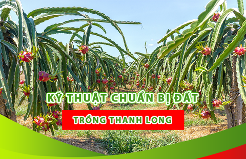 KỸ THUẬT CHUẨN BỊ ĐẤT TRỒNG THANH LONG
