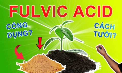 FULVIC ACID LÀ GÌ? LỢI ÍCH TUYỆT VỜI CHO ĐẤT VÀ CÂY TRỒNG!