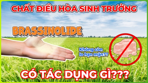 Brassinolide giải độc, giải stress cây trồng | Hormone chống rụng, tăng khả năng giữ trái non