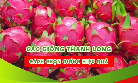 CÁC GIỐNG THANH LONG VÀ CÁCH CHỌN GIỐNG HIỆU QUẢ