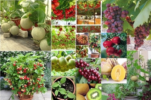 CÁCH KHẮC PHỤC RỤNG TRÁI NON TRÊN CÂY TRỒNG