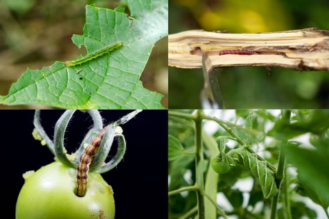 Các Hoạt Chất Trị Sâu Bệnh Hại Phổ Biến Trong Nông Nghiệp.