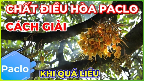 Chất Điều Hòa Paclo | Cách Khắc Phục Khi Quá Liều!!!