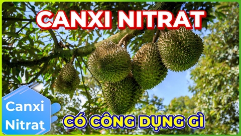 Canxi Nitrat | Công dụng của Canxi Nitrat là gì!!!