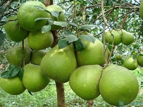 KỸ THUẬT TRỒNG VÀ CHĂM SÓC BƯỞI DA XANH