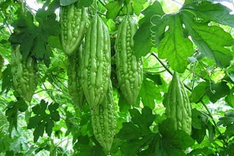 MỘT SỐ SÂU BỆNH HẠI THƯỜNG GẶP TRÊN CÂY MƯỚP ĐẮNG ( KHỔ QUA)