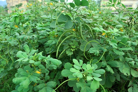 9 LOẠI CÂY TRỒNG GIÚP CẢI TẠO ĐẤT HIỆU QUẢ TRONG NÔNG NGHIỆP