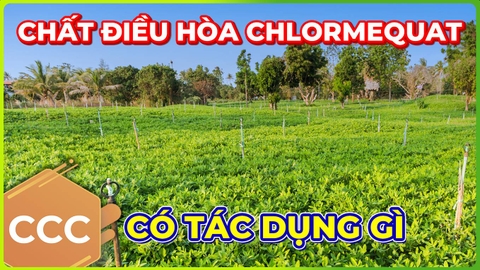 Chất Điều Hòa Chlormequat Chloride | Có Hiệu Quả Như Thế Nào?!!