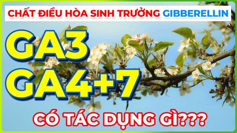 Chất điều hòa sinh trưởng GA3, GA4+7 | Hormone thực vật kéo dài tế bào!!!