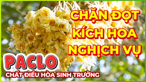 Chất điều hòa sinh trưởng Paclobutrazol | Chuyên chặn đọt, kích bông, xử lý nghịch vụ!!!