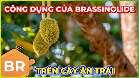 Chất Điều Hòa Brassinolide | Công Dụng Rất Tốt Trên Cây Ăn Trái!!!