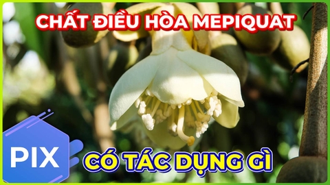 Chất Điều Hòa Mepiquat Chloride | Chặn Đọt Nuôi Trái Được Không?!!