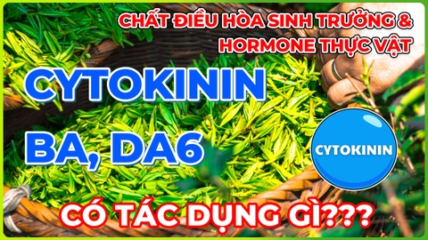 Cytokinin (DA6, 6BA) có tác dụng gì? | Tổng hợp thông tin về Cytokinin!!
