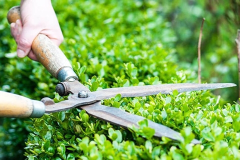 CÁC PHƯƠNG PHÁP CHĂM SÓC CÂY TRỒNG HIỆU QUẢ VÀ PHỔ BIẾN NHẤT