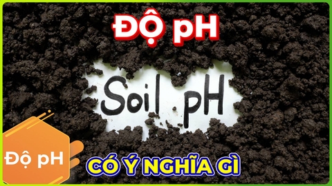 Độ pH Đất | Ngôn Ngữ Của Cây Trồng?!!