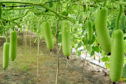 THỜI  VỤ TRỒNG CÂY BẦU Ở MIỀN BẮC, TRUNG, NAM