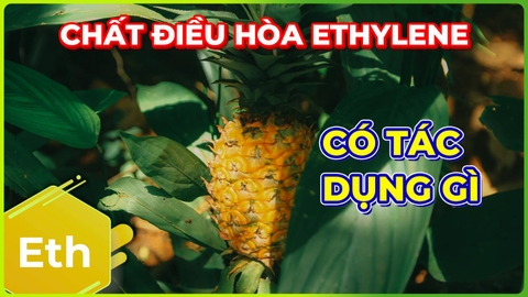 Chất Điều Hòa Ethylene | Dùng Chặn Đọt Được Không?!!