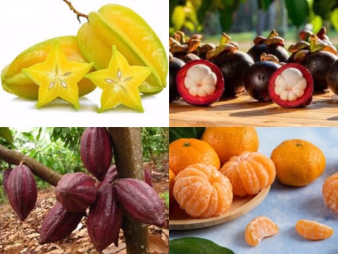 NHỮNG LOẠI CÂY ĂN QUẢ ƯA BÓNG RÂM